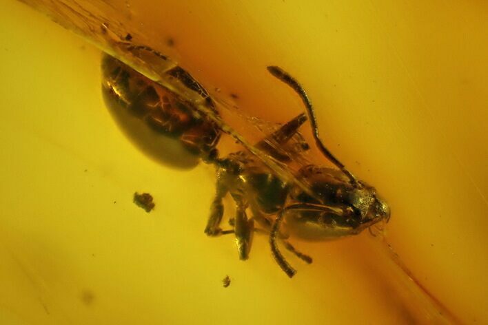 Fossil Ant (Formicidae) In Baltic Amber #139058